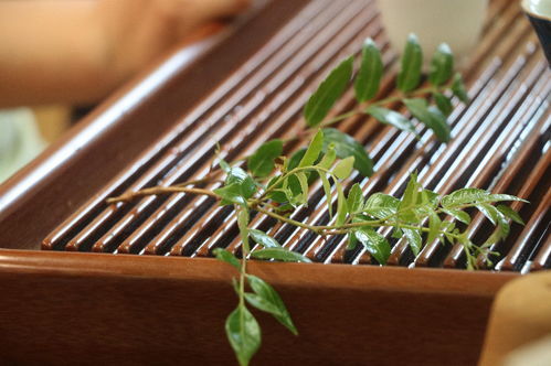 桑植茶香飄四海，鄉(xiāng)村發(fā)展譜新篇