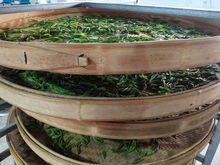 綠水青山育好茶，產業扶貧有希望